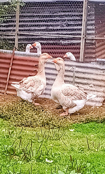 Pairs Buff/Grey Dewlap Toulouse Geese/Goslings