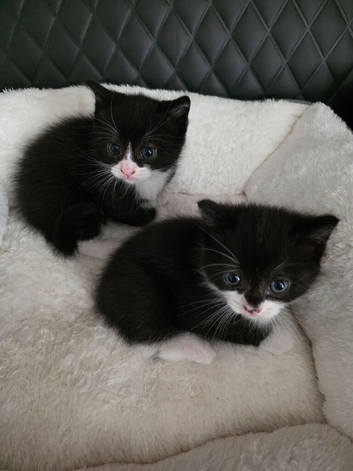 Bhs mixed kittens