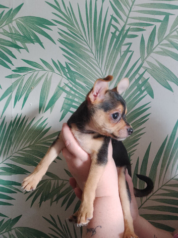 Lovely little mixed breed pup