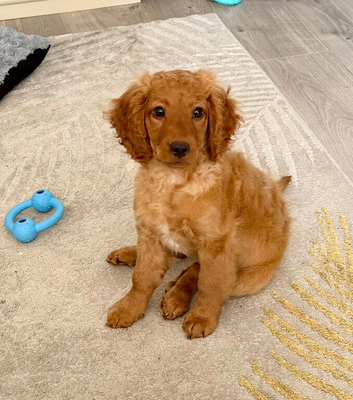11 weeks smooth cockapoo