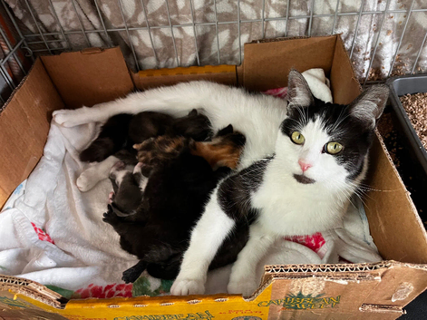 Beautiful kittens looking for there forever homes