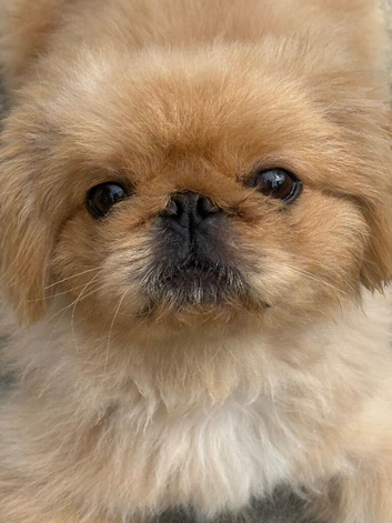 Adorable rare peke apricot & white parti coloured 1 year old boy