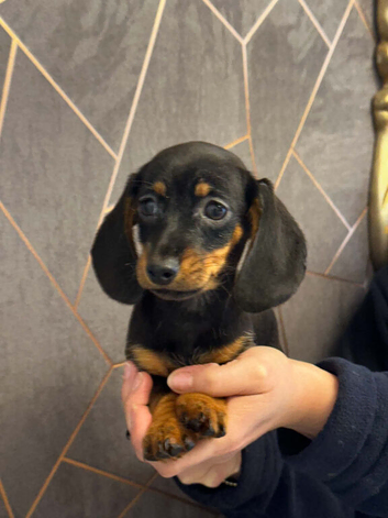 Miniature dachshund