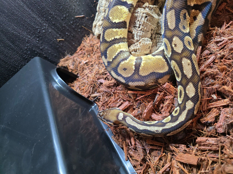 CB22 Pastel Female Royal Python