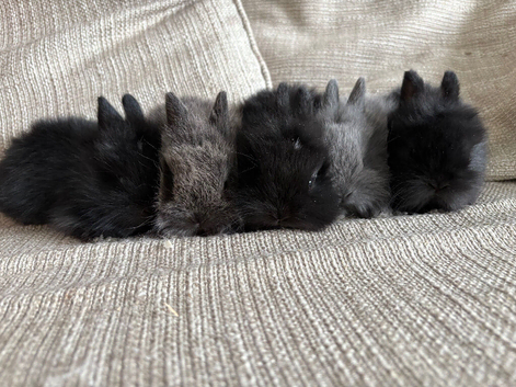 lion heads Rabbits