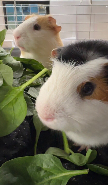 2 cute male bonded guineas & complete set up