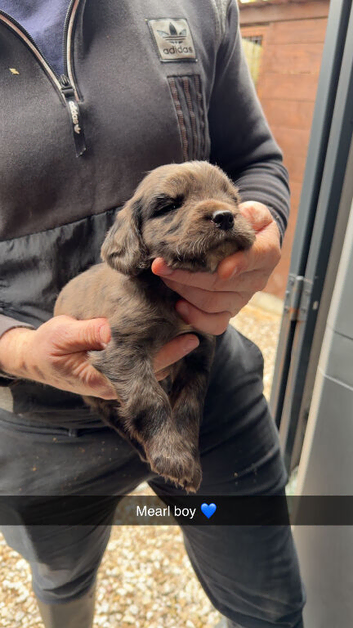 Adorable cocker spaniel puppies