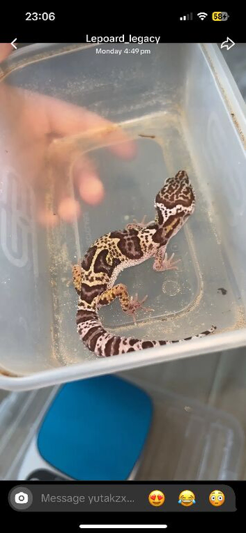 UPDATED PICS Baby leopard gecko available in 4 weeks!