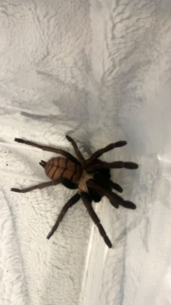 Indian violet tarantula