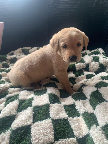 PREMIUM KC REG YELLOW LABRADOR RETRIEVER PUPPIES