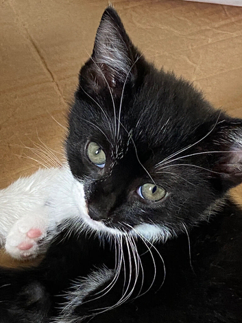 Title Two beautiful kittens