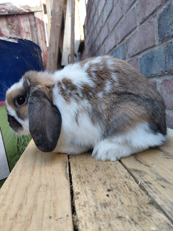 Dwarf lop youngsters