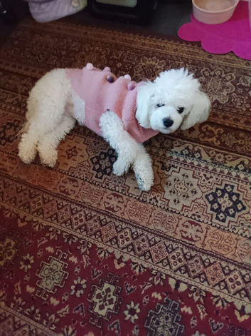 Bichon Frise for Sale &ndash; 3 Years Old