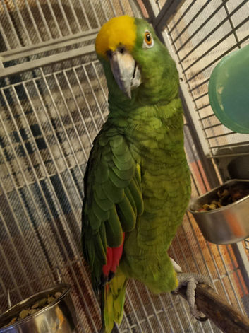 Yellow crested amazon parrot for sale