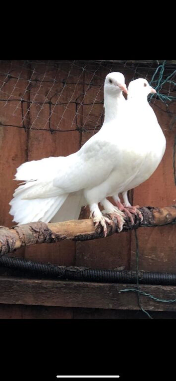 Fantail doves