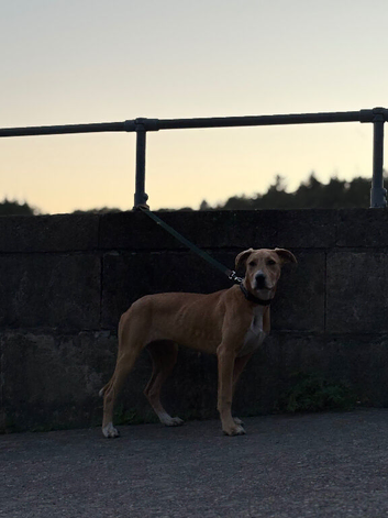 Bull x puppy looking for a new home