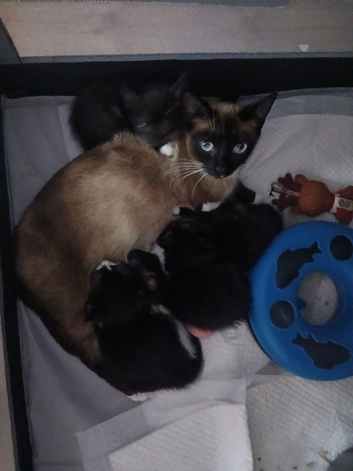 Beautiful kittens