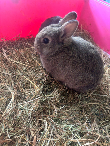 Netherland dwarf