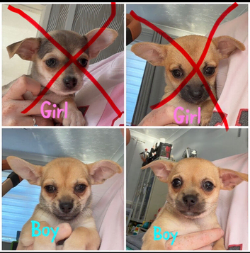 Chihuahuas for sale