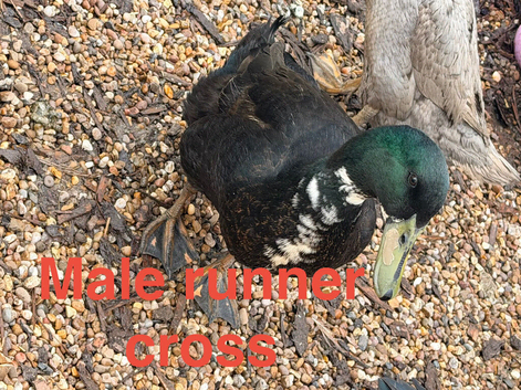 Hatching eggs