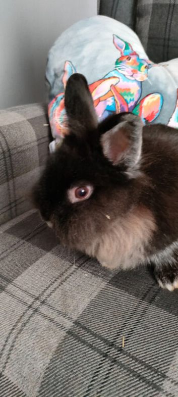 Short hair lionhead boy