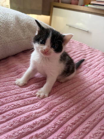 5 weeks old kittens mixed breed, the mom is maine coon