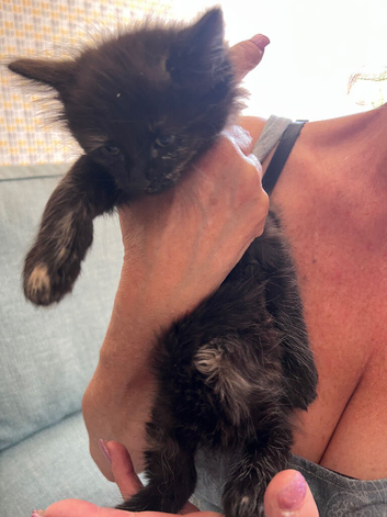 Kittens ready to go now 7 weeks old