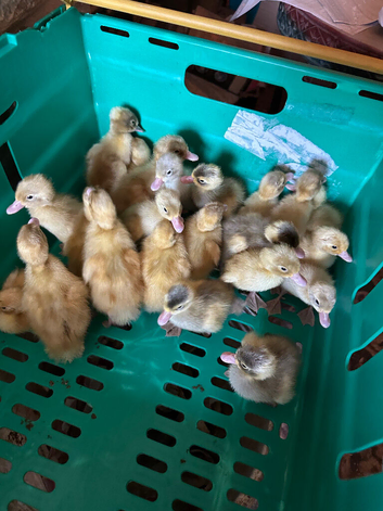 Indian runner ducklings