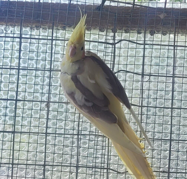 Cockatiels for sale