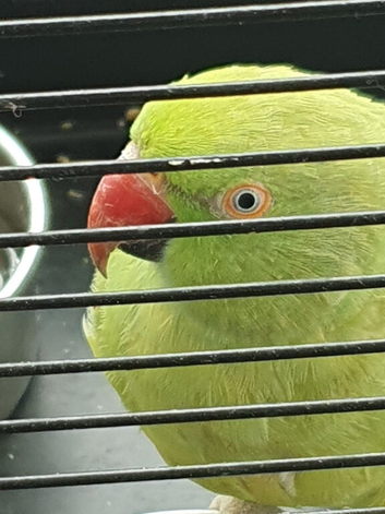 Ring-necked parakeet
