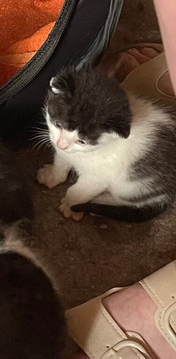 Adorable kitten looking for new loving home