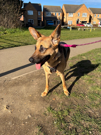 German shepherd girl