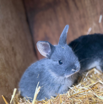 Grey Baby Bunny for sale