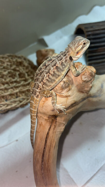 6 week old bearded dragon