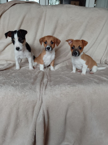 Jackrussell