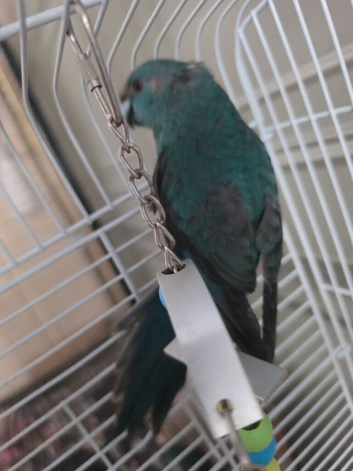 Love birds& kakariki