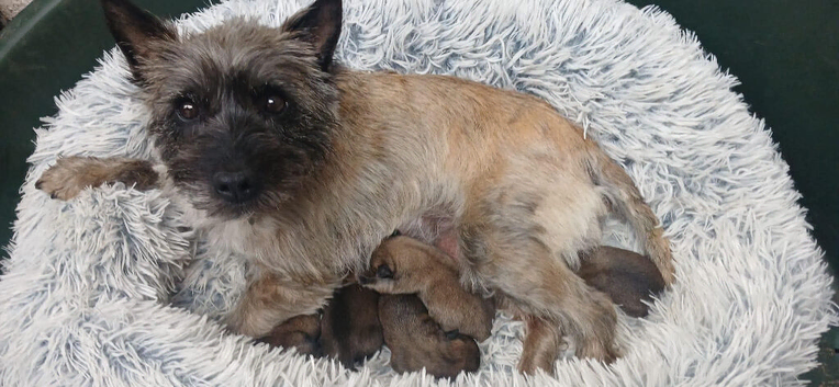Beautiful Cairn Terrier purebred, KC reg pups