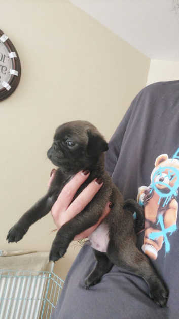 pug pups.