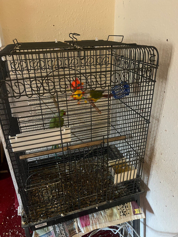Indian ringneck corn available each 150