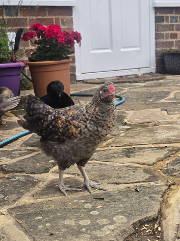 9 week old cockerals