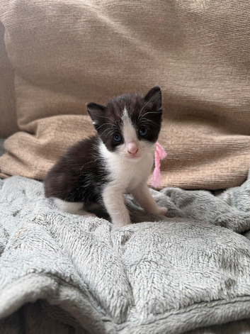 Lovely kittens