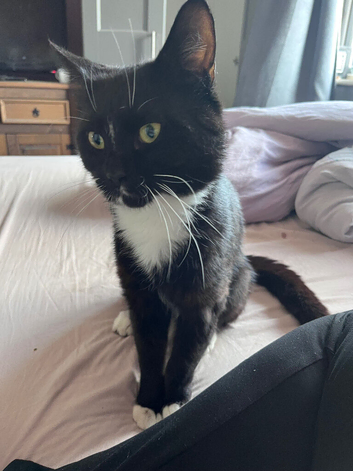 Mittens