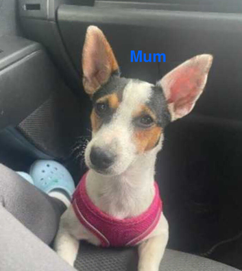 4 beautiful Jack Russell puppies for sale
