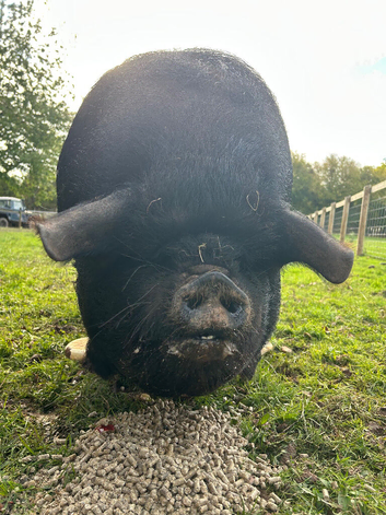Kune Kune sow