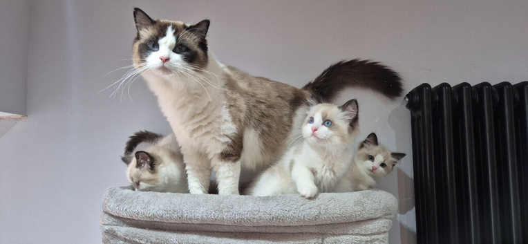 3 Tica Registered Males For Sale