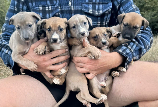 Lurcher Pups 8 weeks