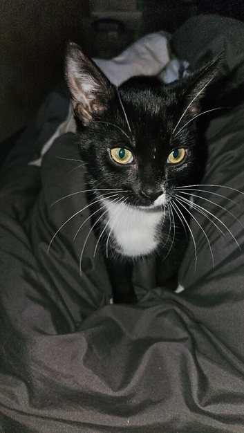 neutered and microchiped kittens 2 females 1 male