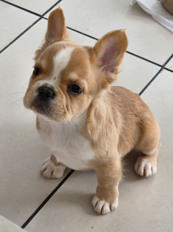 Fluffy french bulldog puppy