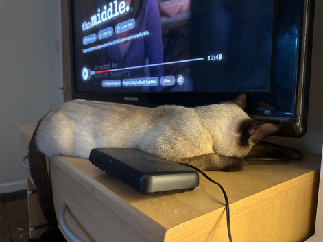 Selling cat