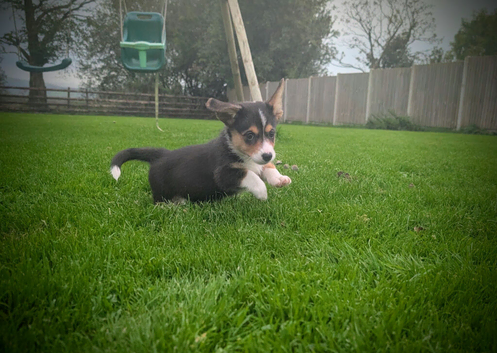 2 pups left